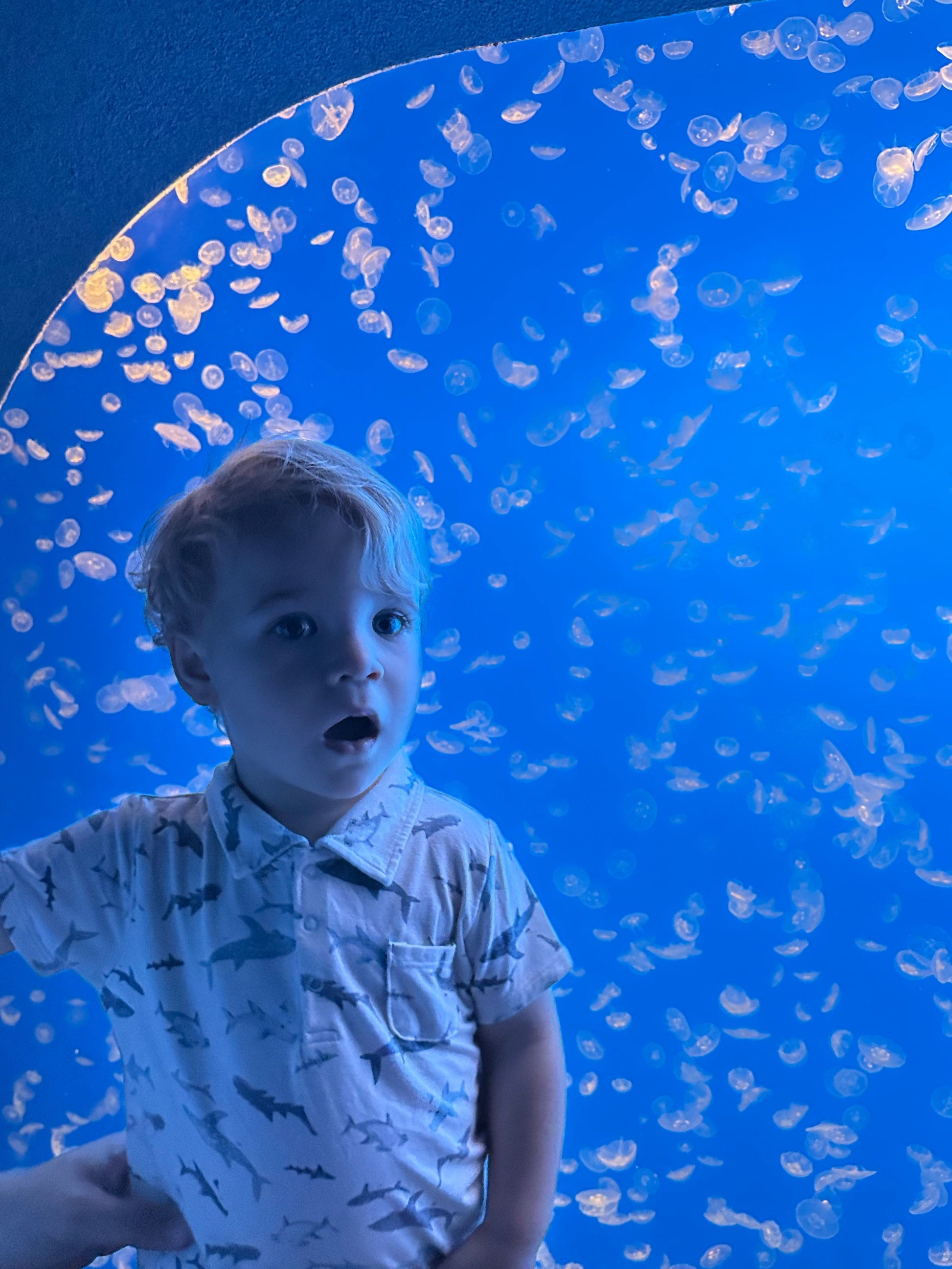 Child looking at jellyfish in an aquarium with a blue background