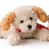 Tan plush puppy on a white background, with curly fur wearing a red striped scarf.